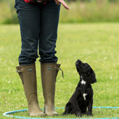 Fun gundog classes