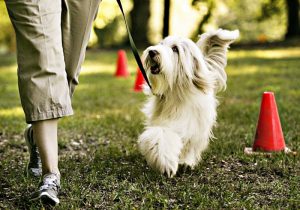 Rally-O dog training