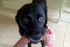 Roonie - Dog boarding