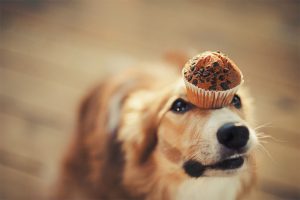 Dog cup cakes